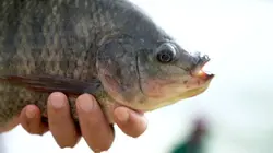 Des poissons bien élevés ?