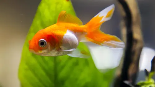 Des poissons pas si cons ?