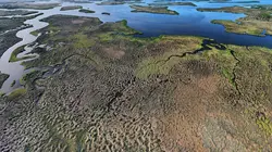 Visuel de Des prairies sous-marines pour les lamantins
