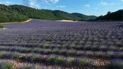 Des racines et des ailes Passion patrimoine : terroirs d'excellence dans les Alpes provençales