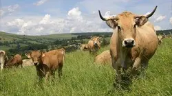 Visuel de Des racines et des ailes