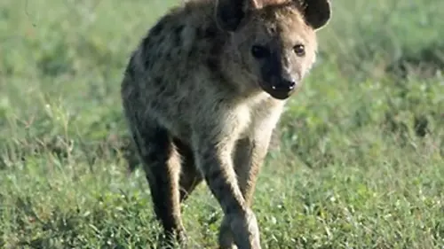 Casting Des reines aux crocs d'acier