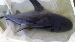 Visuel de Des requins dans la ville