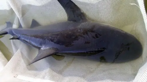 Des requins dans la ville