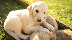 Des révélations pour Noël