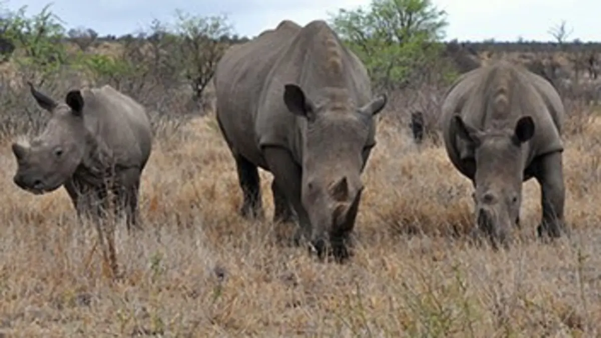 Des rhinocéros pour le Serengeti