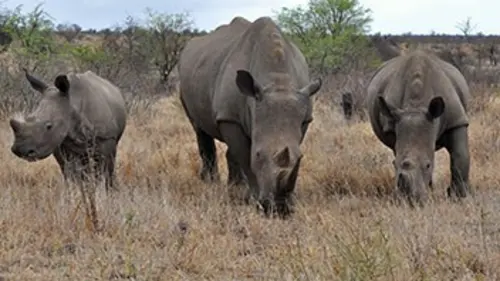 Des rhinocéros pour le Serengeti