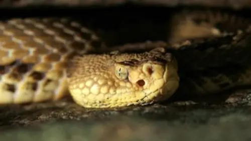 Des serpents dans la ville