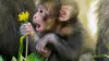 Des singes en hiver : les macaques japonais