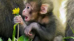 Des singes en hiver : les macaques japonais