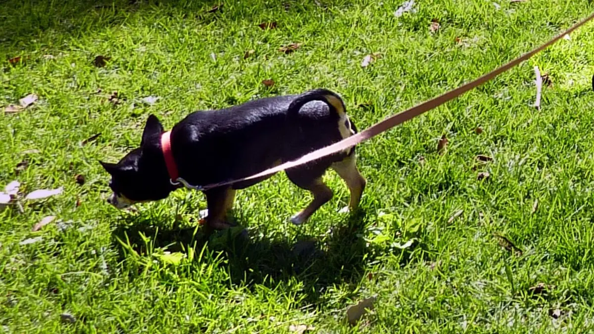 Des Suisses à Los Angeles