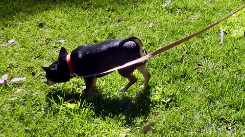 Des Suisses à Los Angeles