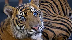 Visuel de Des tigres dans la maison