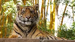 Visuel de Des tigres dans la maison