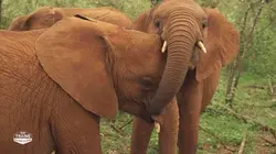 Des trains pas comme les autres Le meilleur de la saison