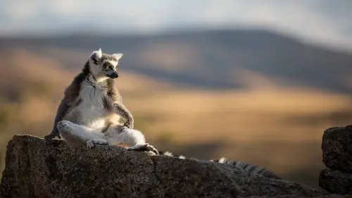 Casting Des vies sauvages E03