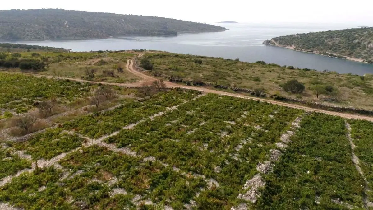 Des vignes et des hommes Croatie : la vigne se lève à l'Est