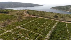 Des vignes et des hommes Croatie : la vigne se lève à l'Est