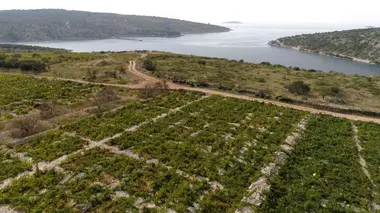 Croatie : la vigne se lève à l'Est