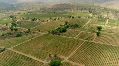 Inde : les raisins de la modernité