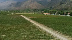 Des vignes et des hommes