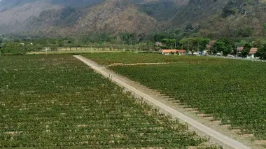Thaïlande : Le vignoble des tropiques