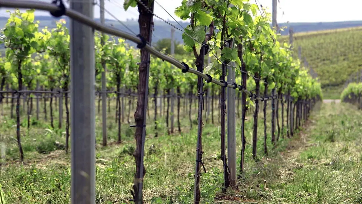 Des vignes et des hommes Allemagne : les défis du climat