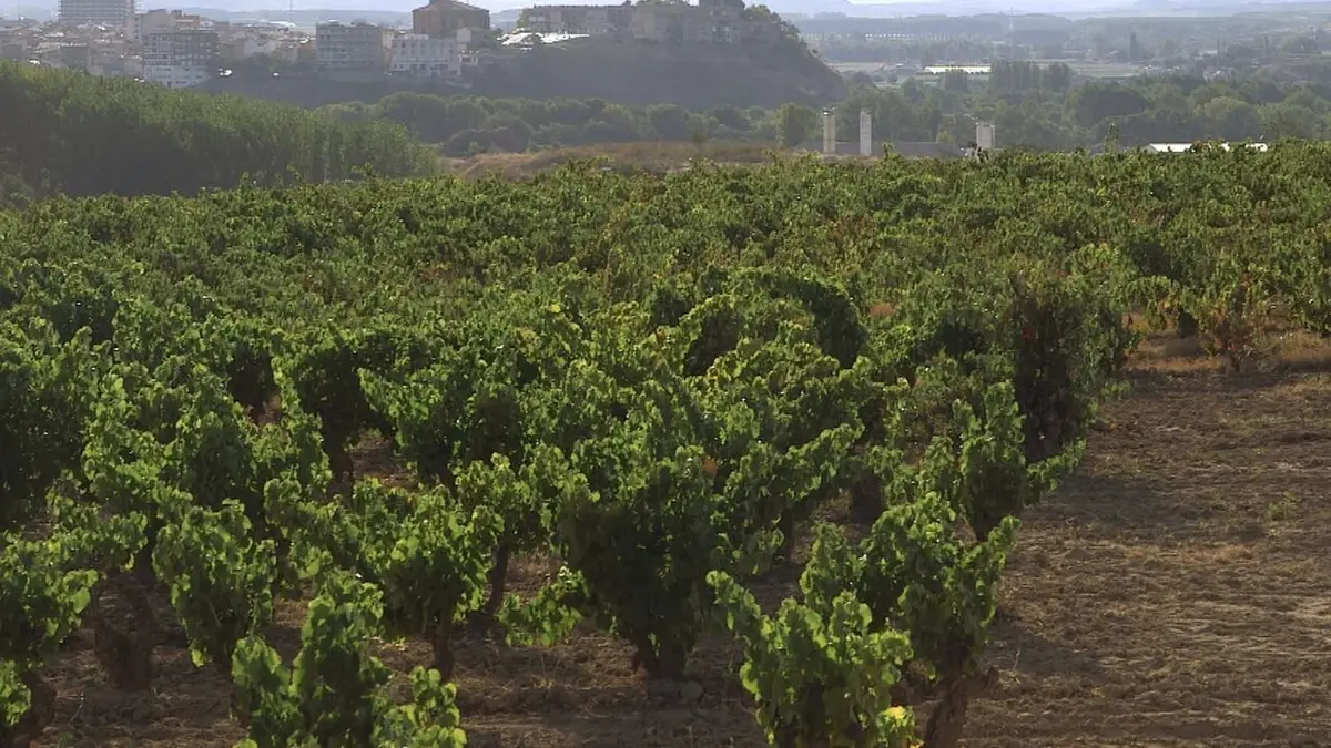 Des vignes et des hommes Espagne : La Rioja, les gardiens de la tradition