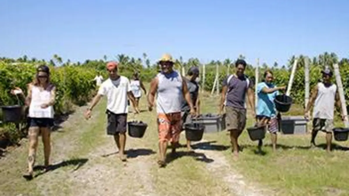 Des vignes et des hommes E13 Polynésie : une vigne au milieu du Pacifique