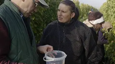 Hongrie : le roi des vins, le vin des rois