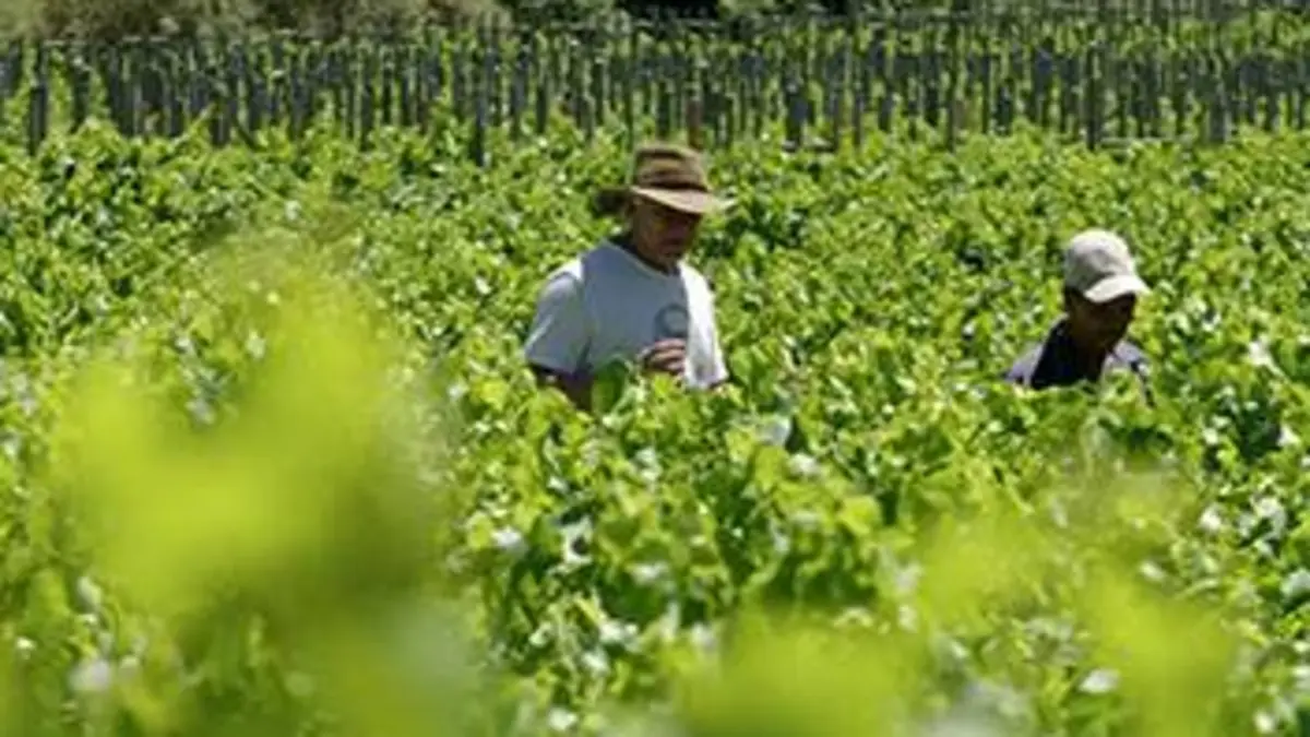 Des vignes et des hommes E15 Afrique du Sud : les vignes du grand continent
