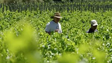 Afrique du Sud : les vignes du grand continent