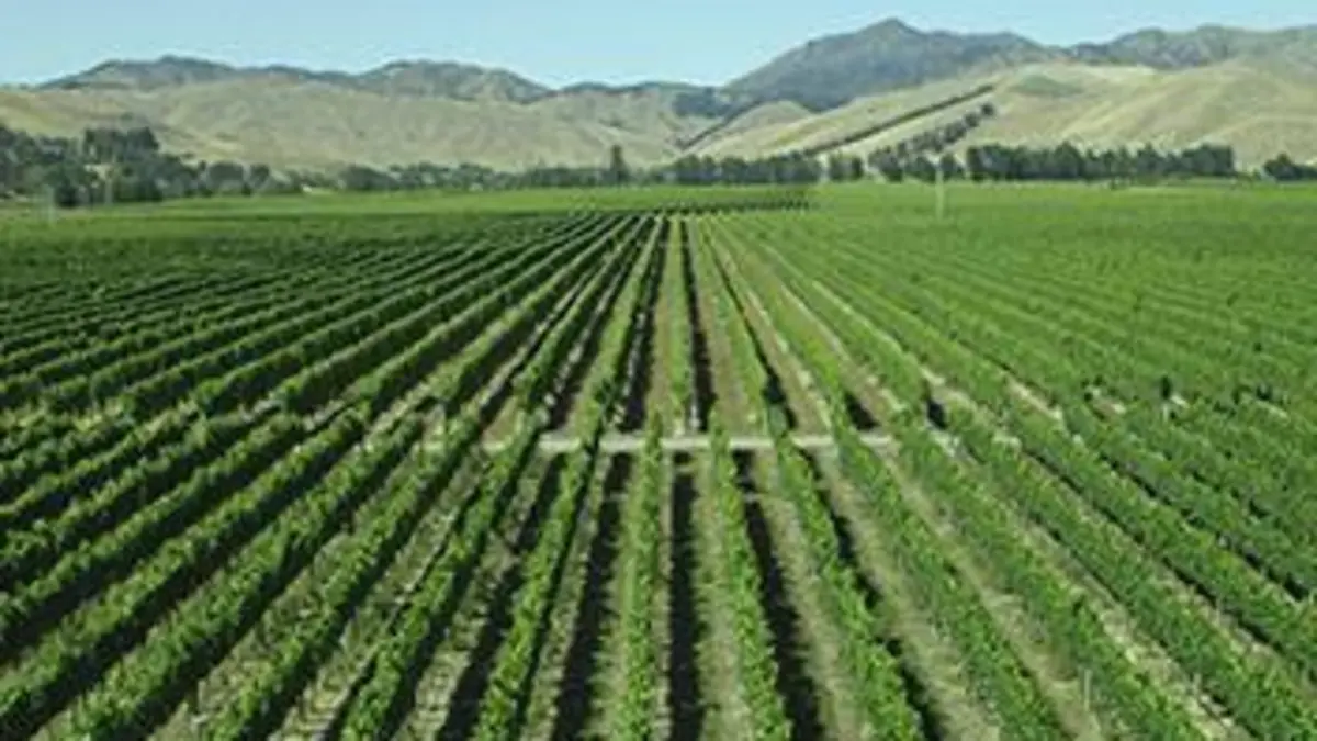 Des vignes et des hommes Nouvelle-Zélande : un vignoble grandeur nature