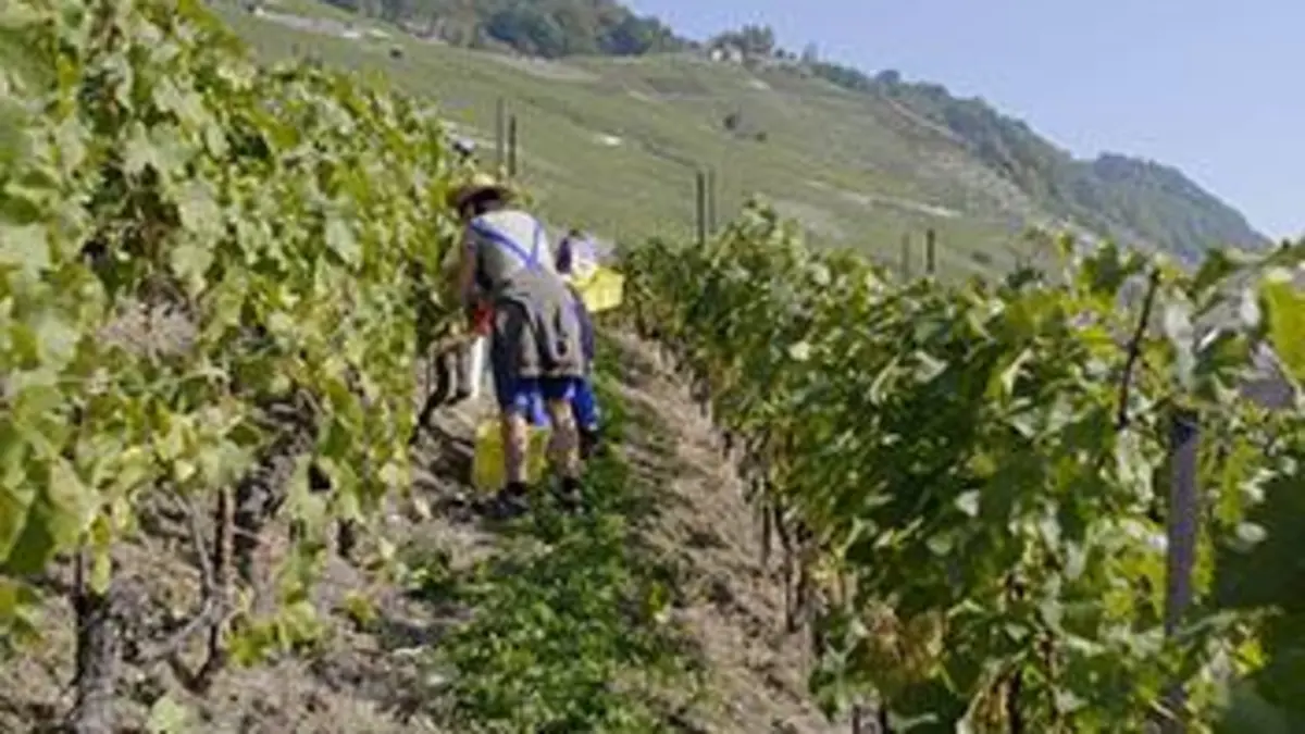 Des vignes et des hommes E07 Suisse : Lavaux, les vignes forteresses