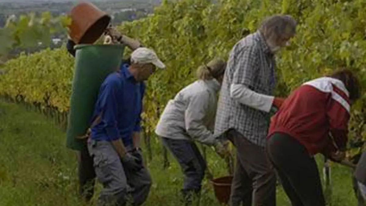 Des vignes et des hommes E14 Allemagne : la vallée du Rhin