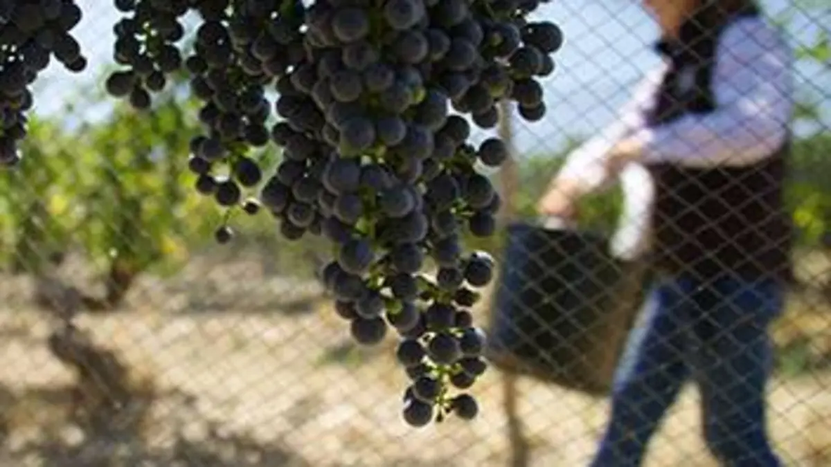 Des vignes et des hommes E20 Australie : les vignes aux portes du désert