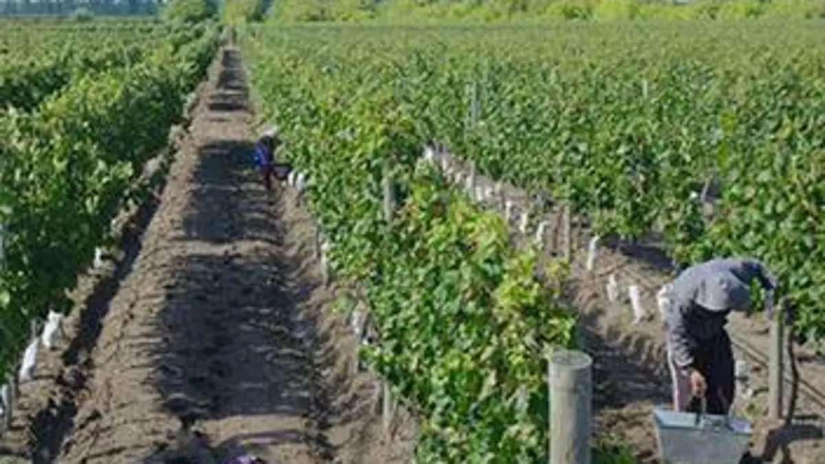 Des vignes et des hommes E03 Argentine : une oasis au pied de la Cordillère