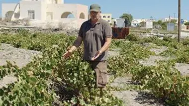 Grèce : la vigne de Santorin, héritage de l'Antiquité