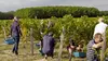 France : Bordeaux, un vignoble au fil de l'eau