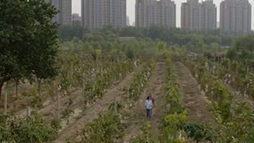 Des vignes et des hommes S01E08 Chine : révolution dans le vignoble