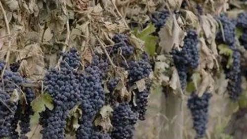Des vignes et des hommes Canada : le vin des Grands Lacs