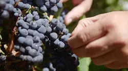 Des vignes et des hommes