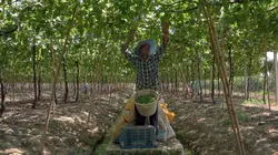 Des vignes et des hommes