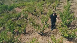 Des vignes et des hommes