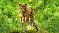 Des zoos nouvelle génération
