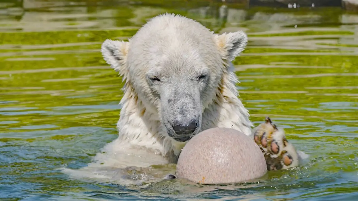 Des zoos nouvelle génération S'amuser en captivité