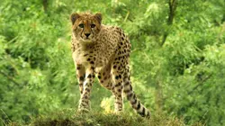 Des zoos nouvelle génération Vivre en semi-liberté