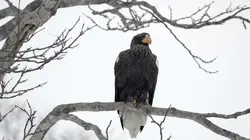 Destination Japon  L'automne et l'hiver