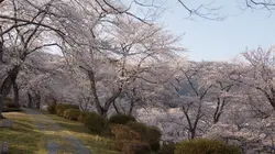 Destination Japon Le printemps et l'été