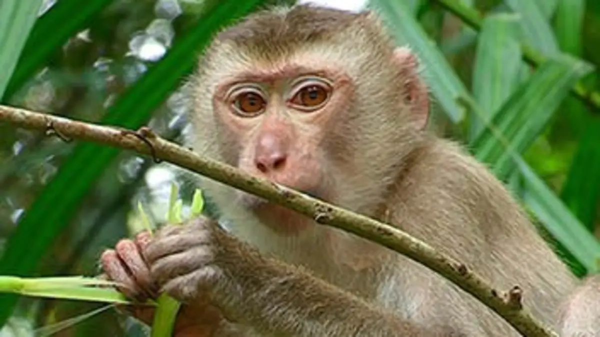 Destination nature E03 Thaïlande